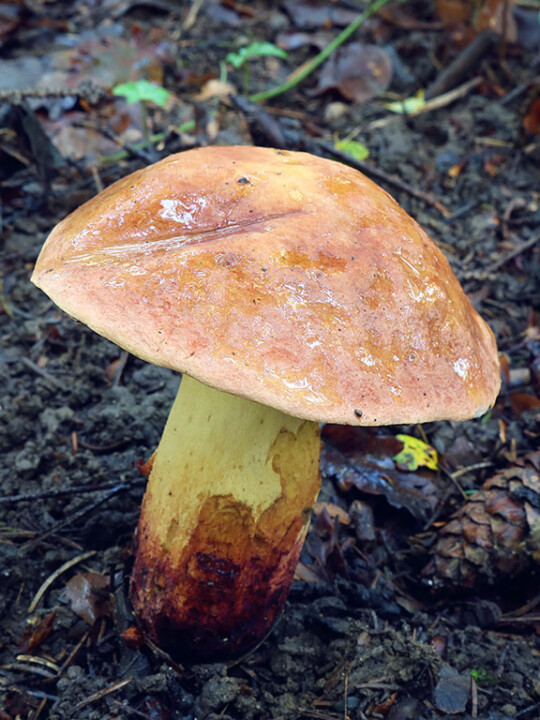 Champignon bolet pores oranges