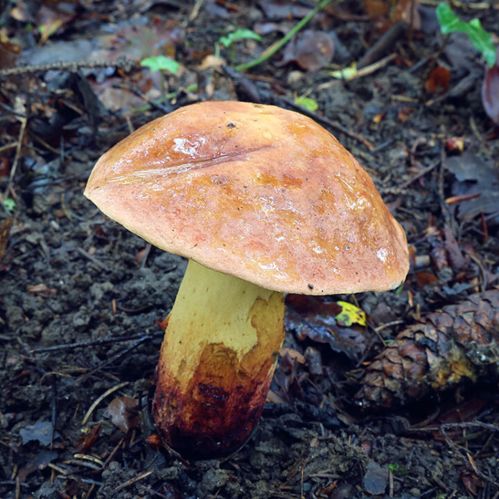 Champignon bolet pores oranges