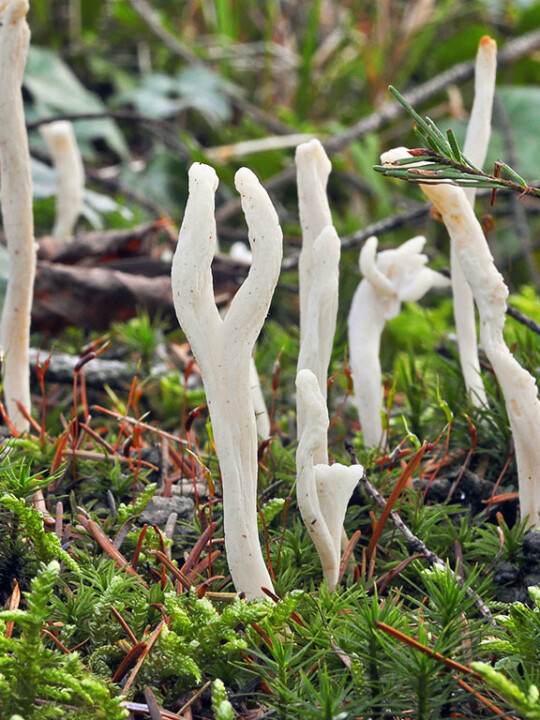 Champignon clavaire