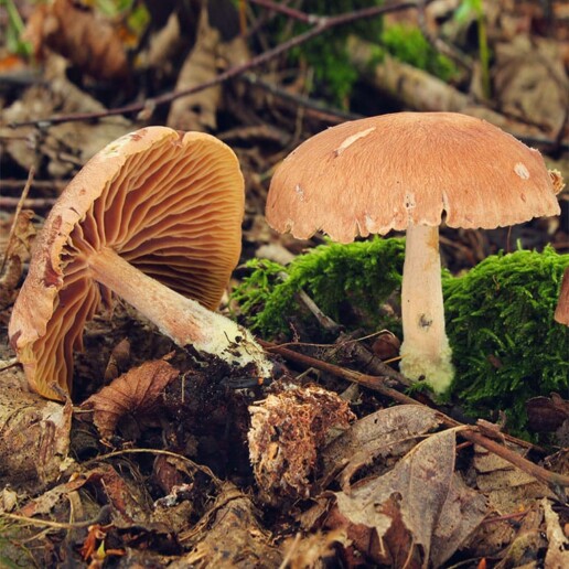 Champignon collybie