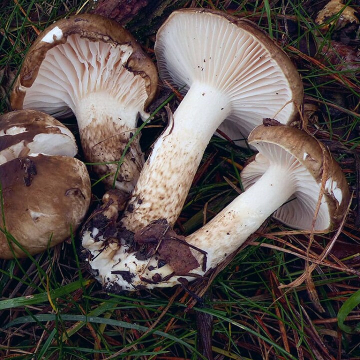 Champignon baveux
