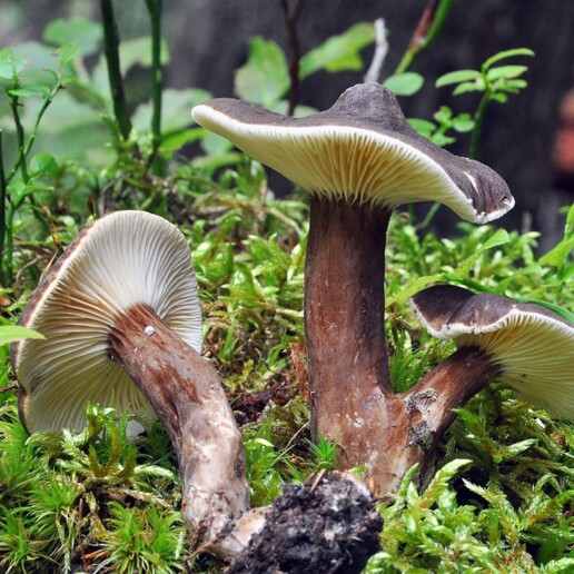 Champignon velouté