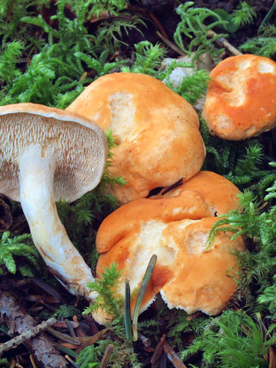 Champignon aiguillons