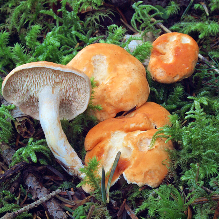 Champignon aiguillons