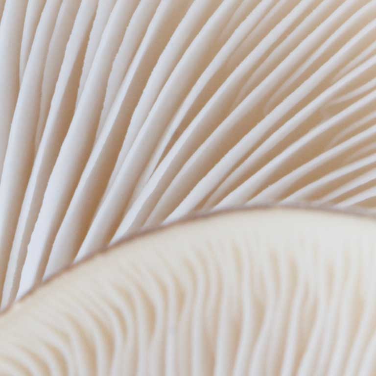 Apprenez à identifier tous les champignons