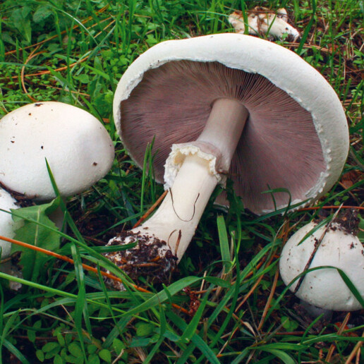 Champignon boule-de-neige