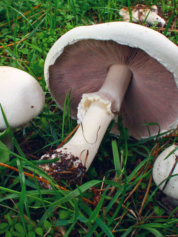 Champignon boule-de-neige