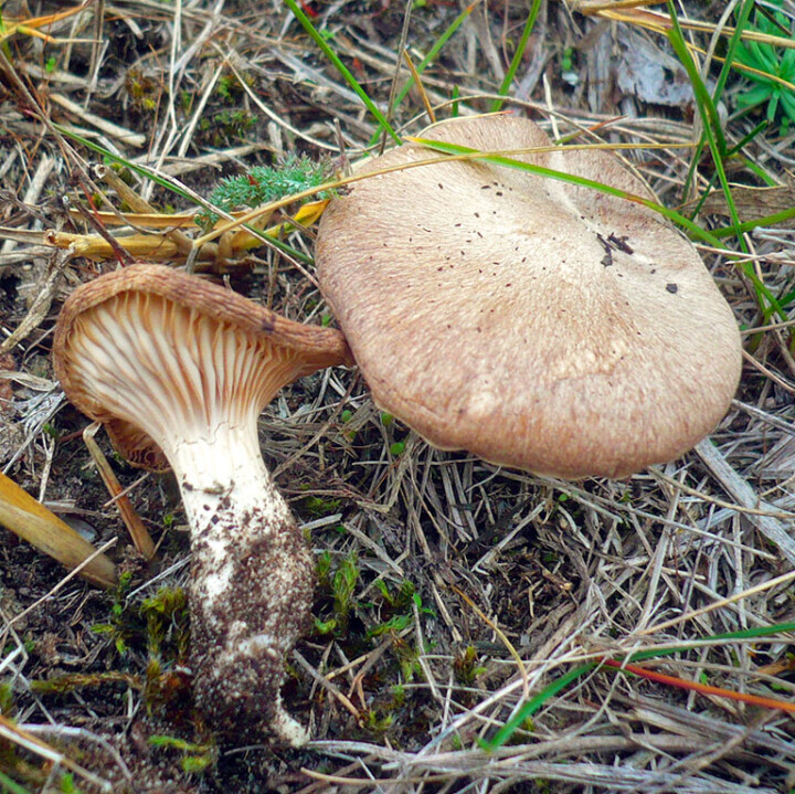 Champignon pleurote
