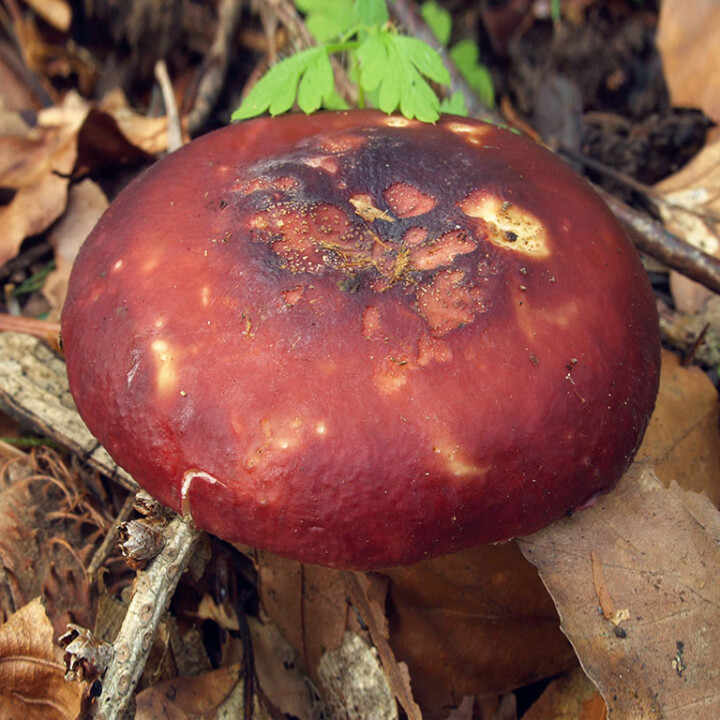Champignon russule piquante