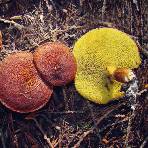 Bolet - Un chapeau et un pied avec pores décurrents de couleur jaune