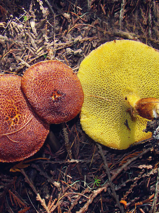 Bolet - Un chapeau et un pied avec pores décurrents de couleur jaune