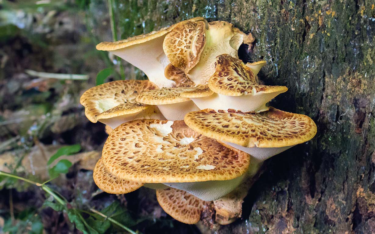 Notre guide express sur les champignons typique du mois d’avril — free download