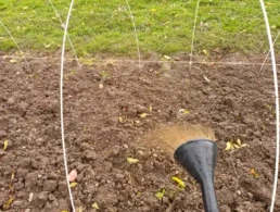 Arroser bacterie pour culture morille