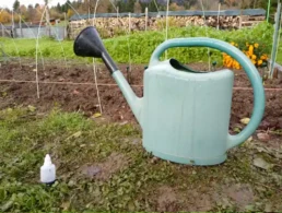 bacterie pour culture de morille