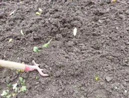 Bechet terre pour culture de morille