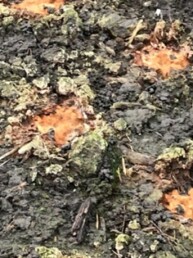 tache de scl&eacute;rotes pendant la culture de morille