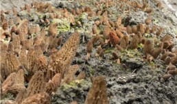 Morille de culture adulte