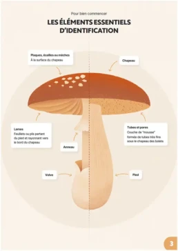 Formation &eacute;l&eacute;ments essentiels d'identification champignon