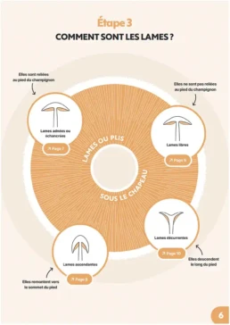 Formation identification champignons