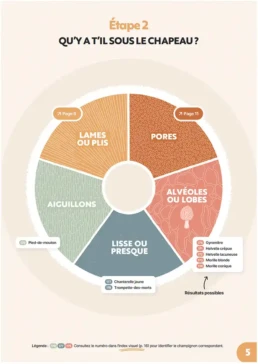 Formation identification chapeau champignon