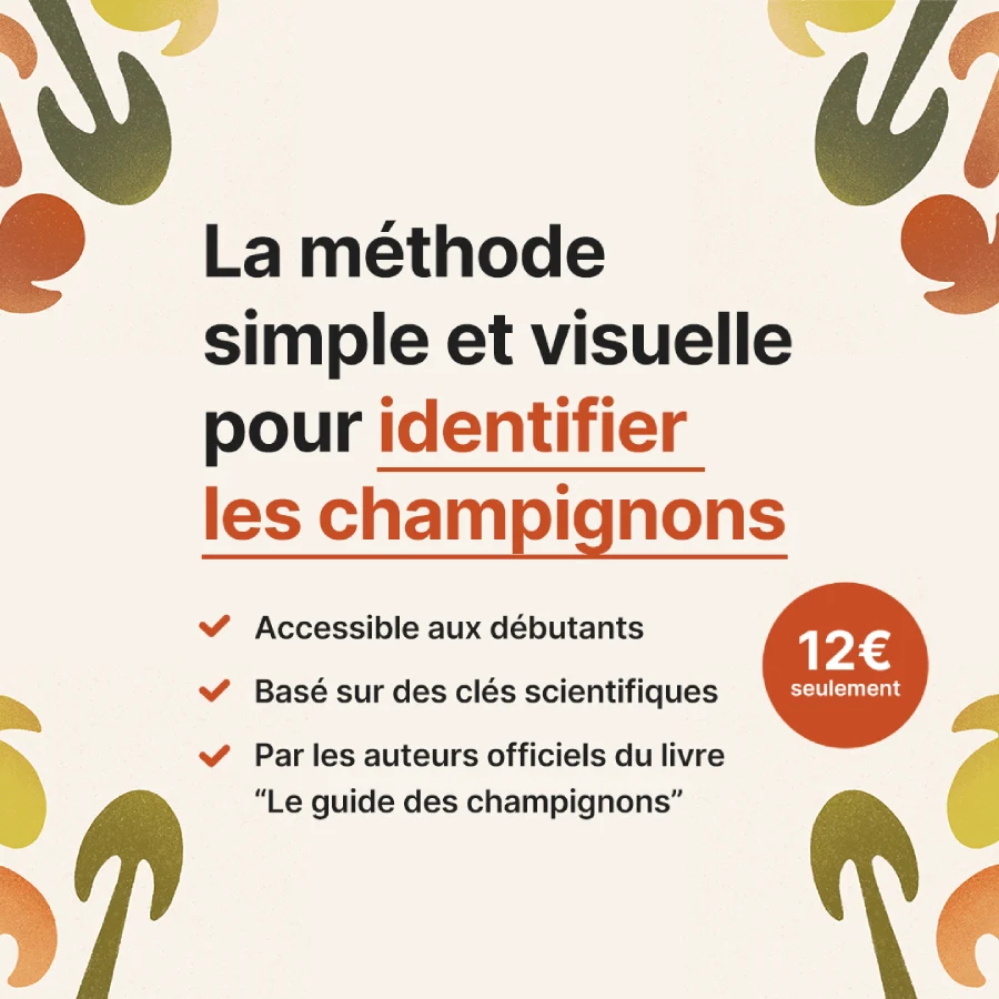 Formation identification de champignons