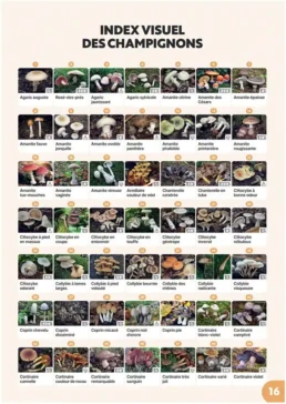 Index formation champignons