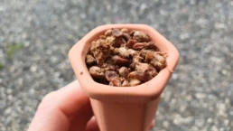 Mycelium dans pot c&eacute;ramique pour culture de morille