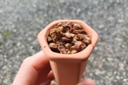 Mycelium dans pot c&eacute;ramique pour culture de morille