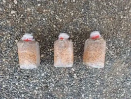 Mycelium pour culture champignon