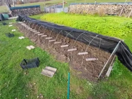 Serre de la culture de morille ceramyca