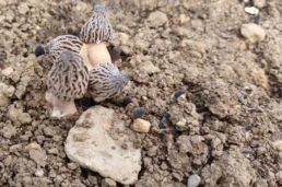 primordia, petite morille, culture champignon morille