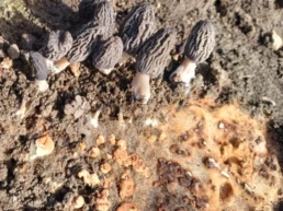 Culture de morille chez soi, scl&eacute;rote form&eacute;, morille pouss&eacute;es